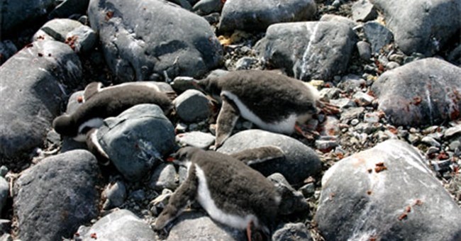 Phát hiện hàng trăm xác chim cánh cụt tại Braxin